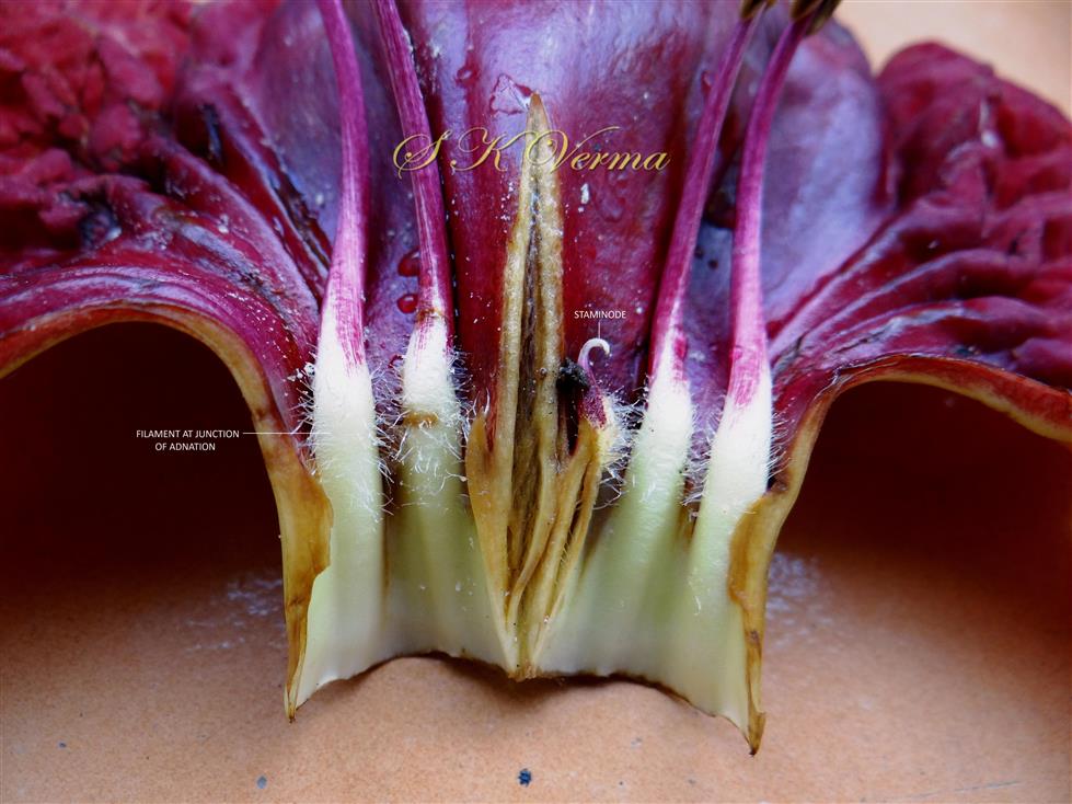  Corolla tube (opened) - see stamens